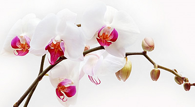 Orchidea, a tisztaság virága!
