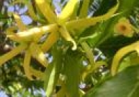 Ylang-Ylang virág